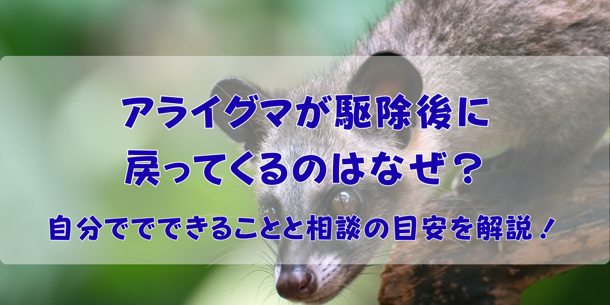 アライグマが駆除後に戻ってくるのはなぜ？自分ででできることと相談の目安を解説！